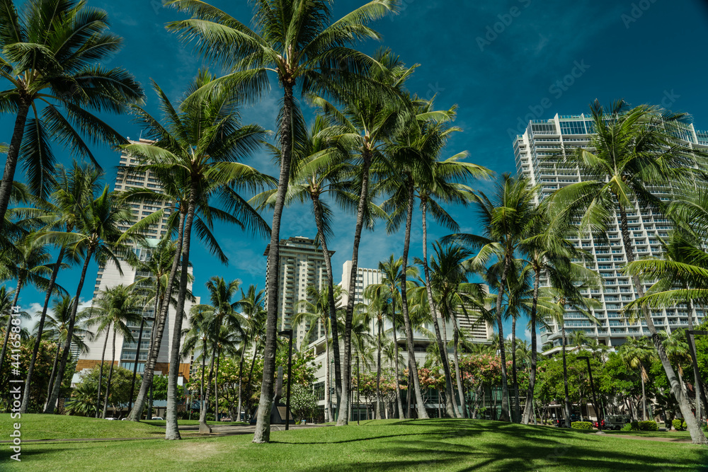 palm tree. Waikiki, Honolulu, Oahu, Hawaii.