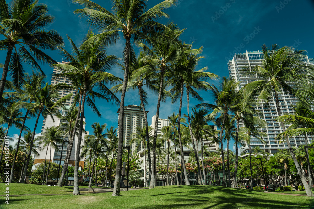 palm tree. Waikiki, Honolulu, Oahu, Hawaii. palm tree. Waikiki, Honolulu, Oahu, Hawaii.