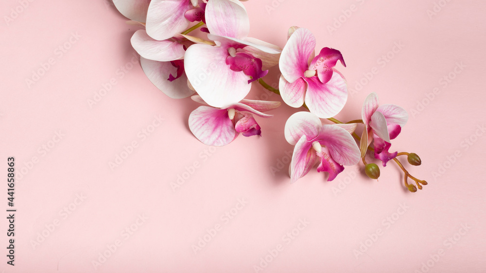 pink orchid on pink background
