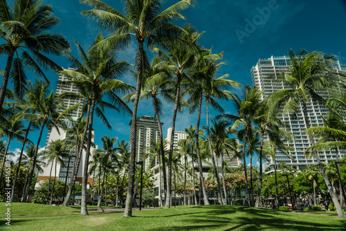 palm tree. Waikiki, Honolulu, Oahu, Hawaii.