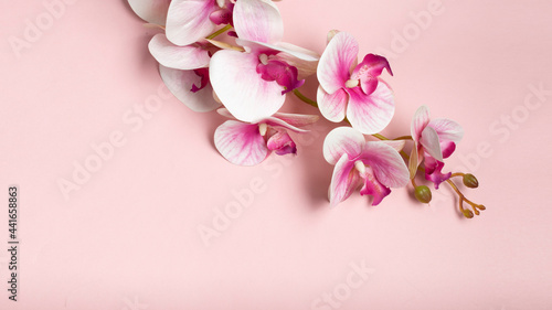 pink orchid on pink background © Merakifotografiard