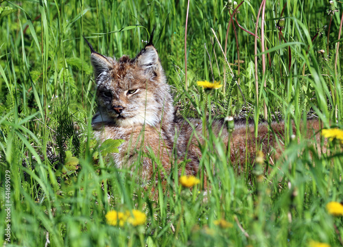 Lynx at Dyea Skagway Alaska photo