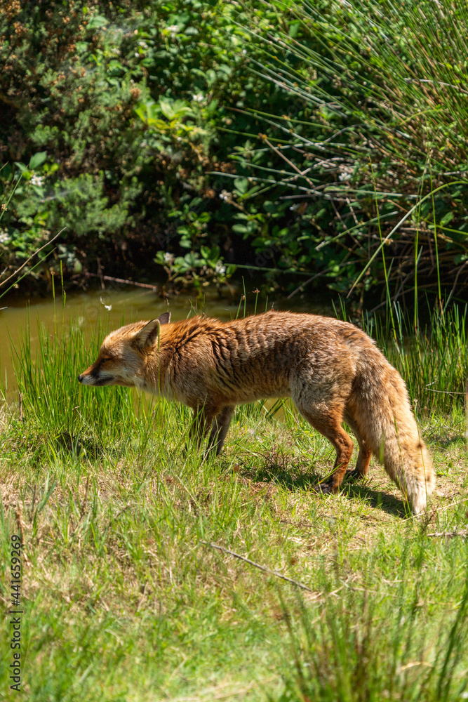 Fototapeta premium British fox red in a field on a sunny day