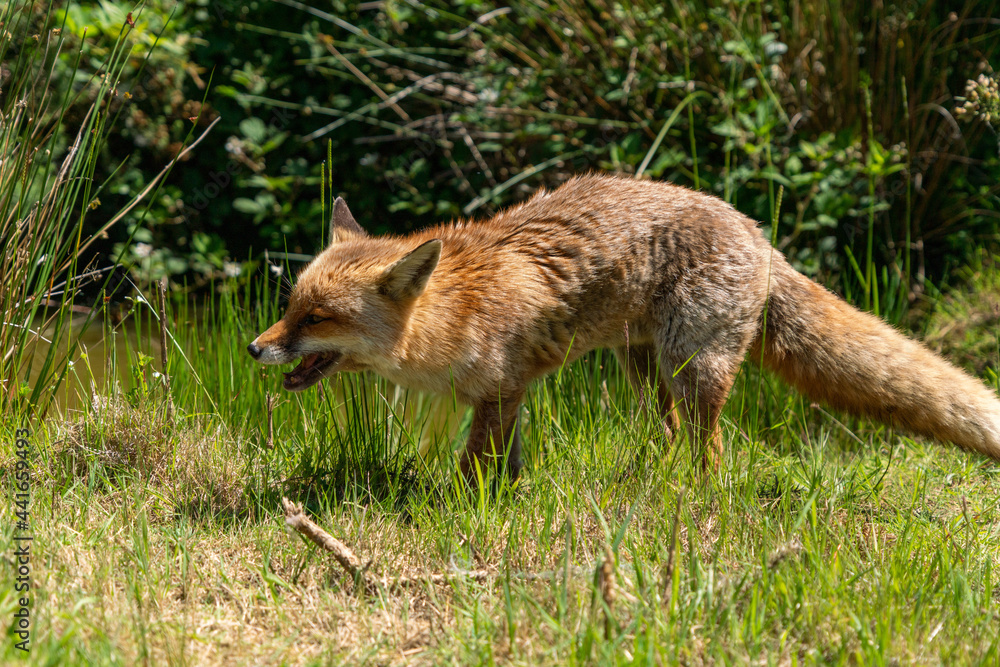 Obraz premium British fox red in a field on a sunny day 
