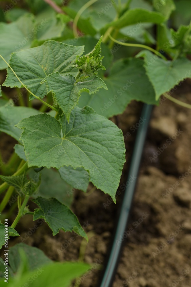 Cucumbers growing in field with drop irrigation lines, organic vegetables growing, plant closeup. Cucumbers growing in field with drop irrigation lines, organic vegetables growing, plant closeup.