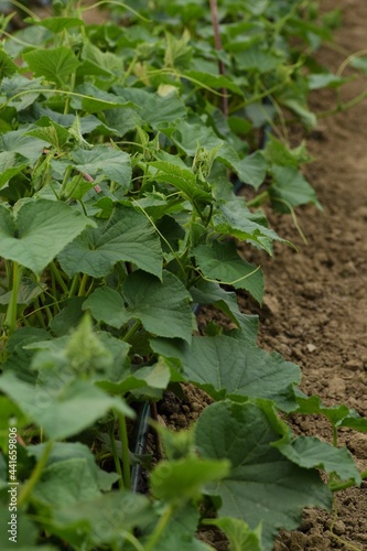 Cucumbers row growing in field with drop irrigation lines, organic vegetables growing.