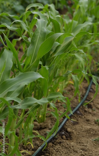 Growing maize with water irrigation lines, organic vegetables growing.