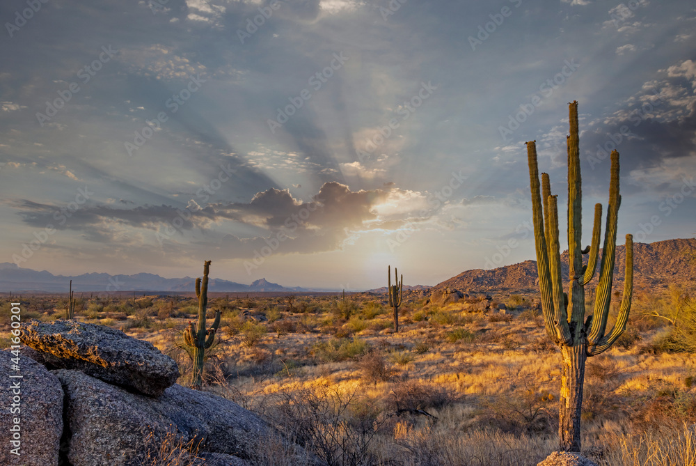 Morning Arizona Desert Landscape With Cactus & Mountains