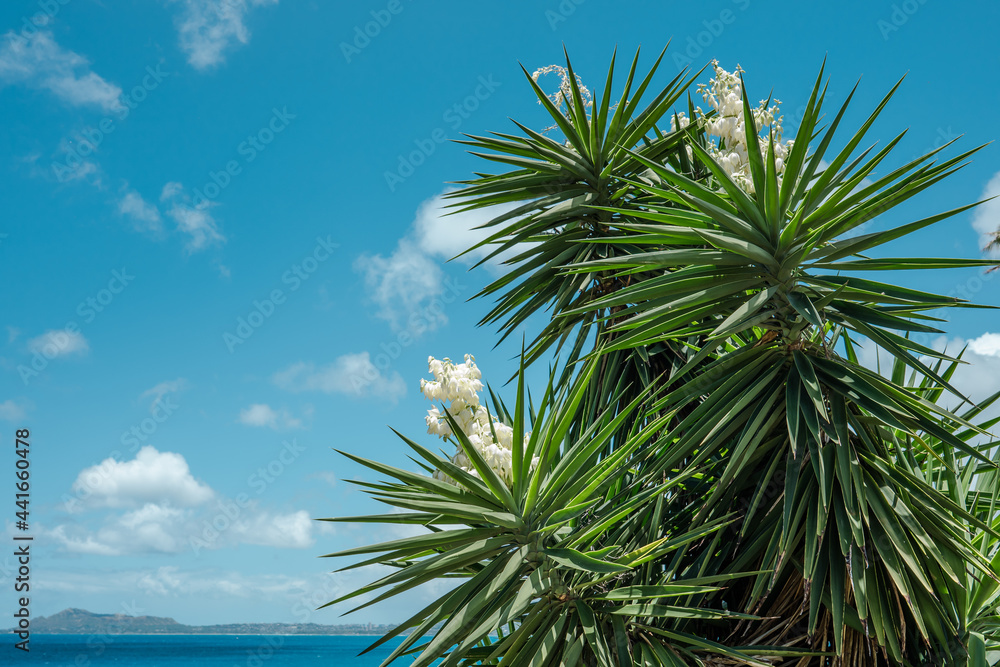 Koko Kai Beach Mini Park
Yucca gigantea (syn. Yucca elephantipes) is a species of flowering plant in the asparagus family. Koko Kai Beach Mini Park, Honolulu, Oahu, Hawaii

 - obrazy, fototapety, plakaty 