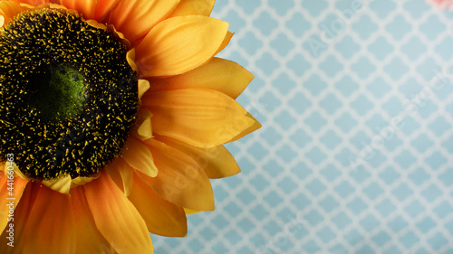 close up of sunflower