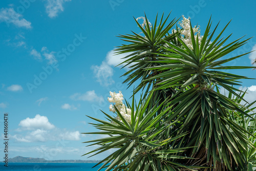 Koko Kai Beach Mini Park
Yucca gigantea (syn. Yucca elephantipes) is a species of flowering plant in the asparagus family. Koko Kai Beach Mini Park, Honolulu, Oahu, Hawaii

