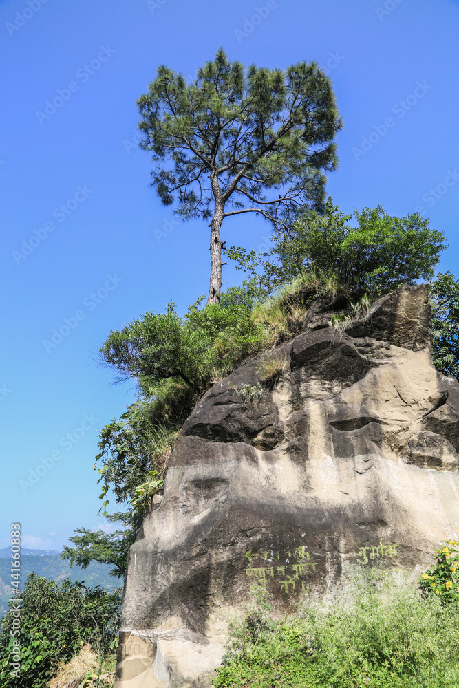 tree on the cliff