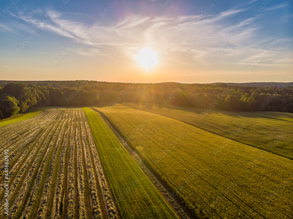 Sunset over a Field of Crops