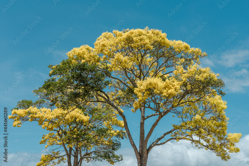 Flower. Tabebuia donnell-smithii (Primavera tree) is one of the yellow-flowered tabebuias. Family Bignoniaceae. Haleiwa, Honolulu, Oahu, Hawaii Flower. Tabebuia donnell-smithii (Primavera tree) is one of the yellow-flowered tabebuias. Family Bignoniaceae. Haleiwa, Honolulu, Oahu, Hawaii