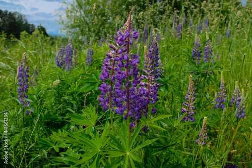 Fototapeta Naklejka Na Ścianę i Meble -  Lupinus albus. Beautiful purple and blue wild flowers of lupinus
