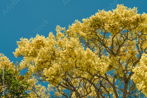 Fototapeta Naklejka Na Ścianę i Meble -  Flower. Tabebuia donnell-smithii (Primavera tree)  is one of the yellow-flowered tabebuias.  Family Bignoniaceae. Haleiwa, Honolulu, Oahu, Hawaii