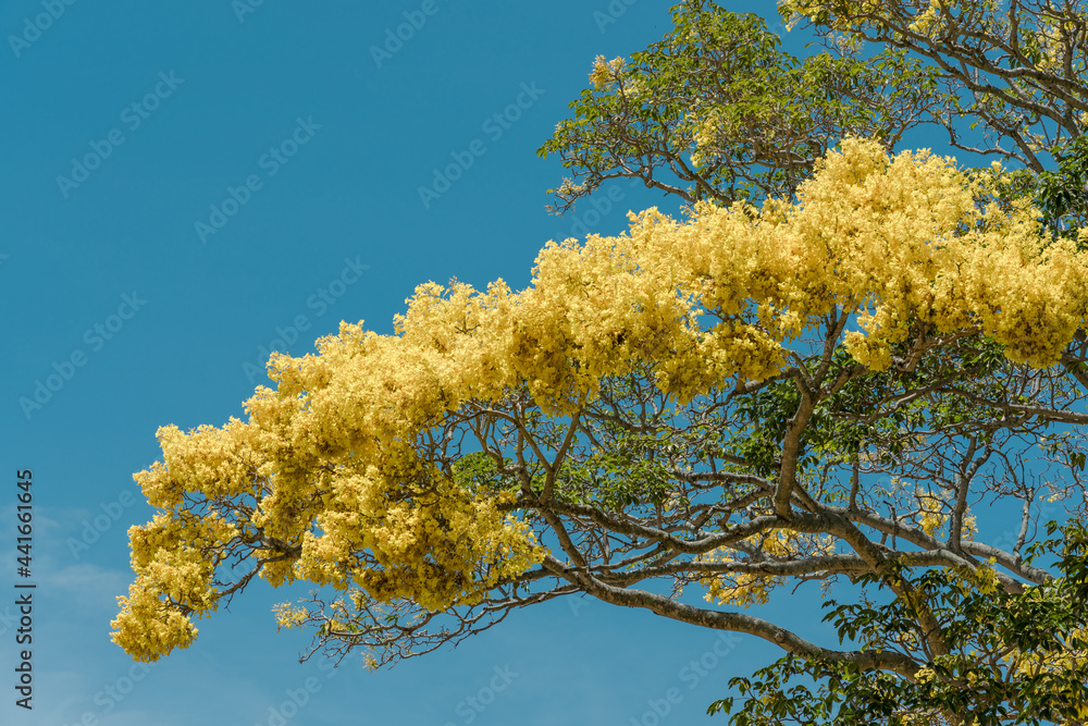Flower. Tabebuia donnellsmithii (Primavera tree) is one of the yellow
