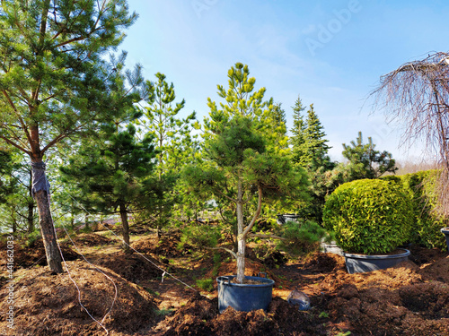 Photography Young trees for sale in the garden center