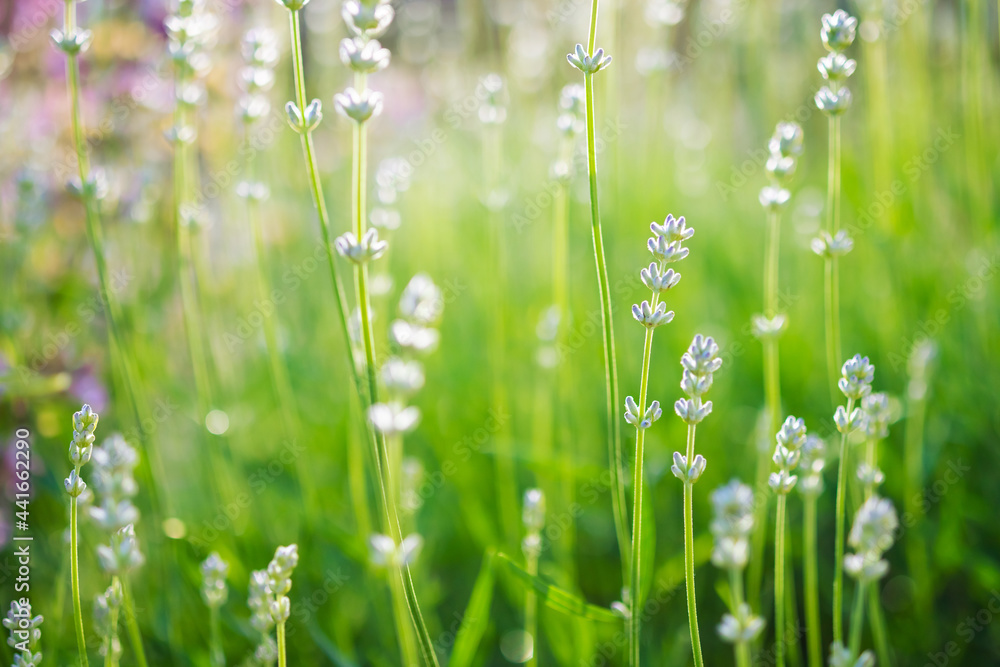 Lavender fresh plants on blurred green background Lavender fresh plants on blurred green background
