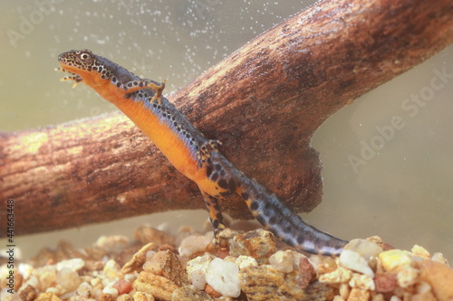 Alpine newt (Ichthyosaura alpestris) male under water