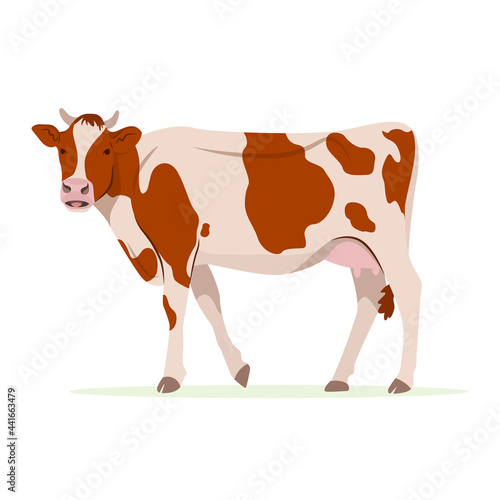 Farm animals concept. Cute funny farm domestic cow red and white patched wool breed cattle. Adorable cow standing, side view. Cartoon vector illustration in flat style