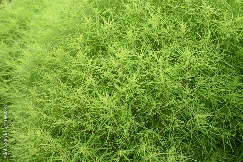 Fresh green Kochia. Amaranthaceae annual plant. Fresh green Kochia. Amaranthaceae annual plant.