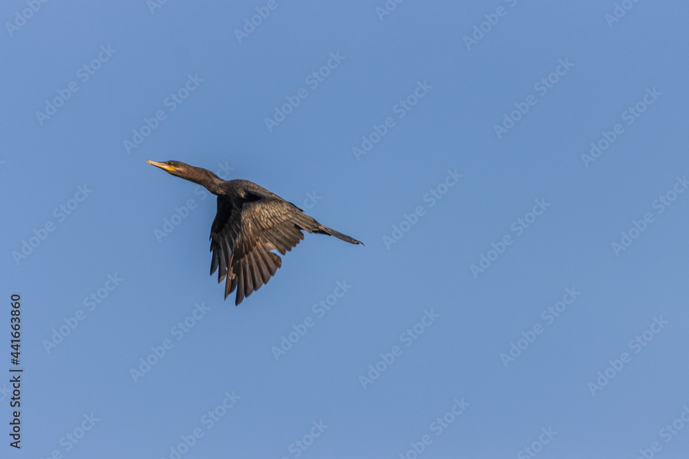 Primer plano del gran cormorán (Phalacrocorax carbo) en vuelo en el río Tuxpan.