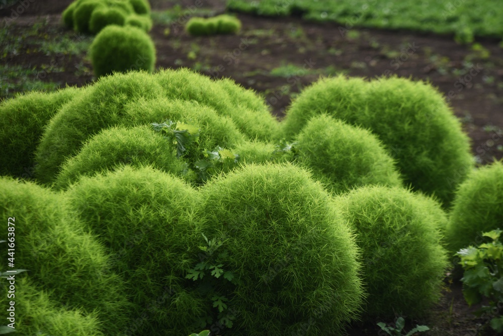 Fresh green Kochia. Amaranthaceae annual plant. Fresh green Kochia. Amaranthaceae annual plant.