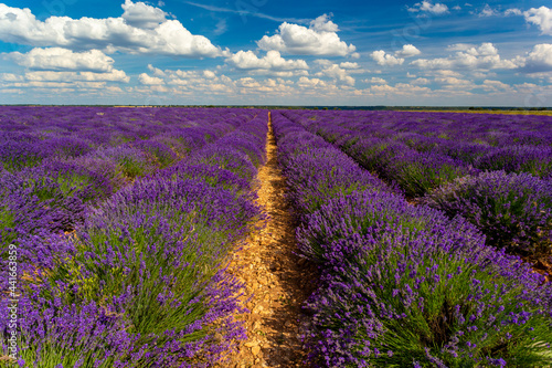 Lavender fields in the Spanish Algarve. Planting purple lavender. Lavender landscapes.
