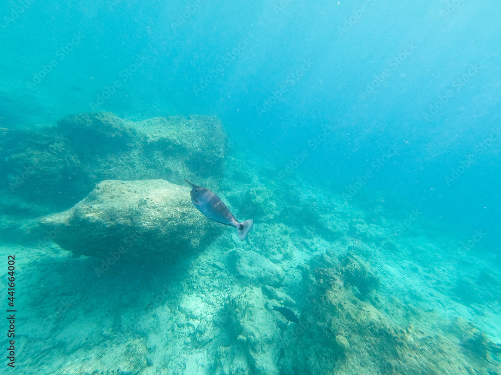 Fototapeta premium Single Unicorn fish swimming above reef, South Ari Atoll, Maldives