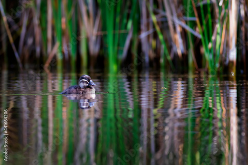 Floating ducklings. Nature background. Duck: White headed Duck. Oxyura leucocephala.