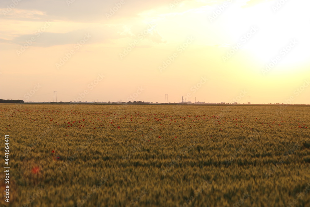 wheat field at sunset