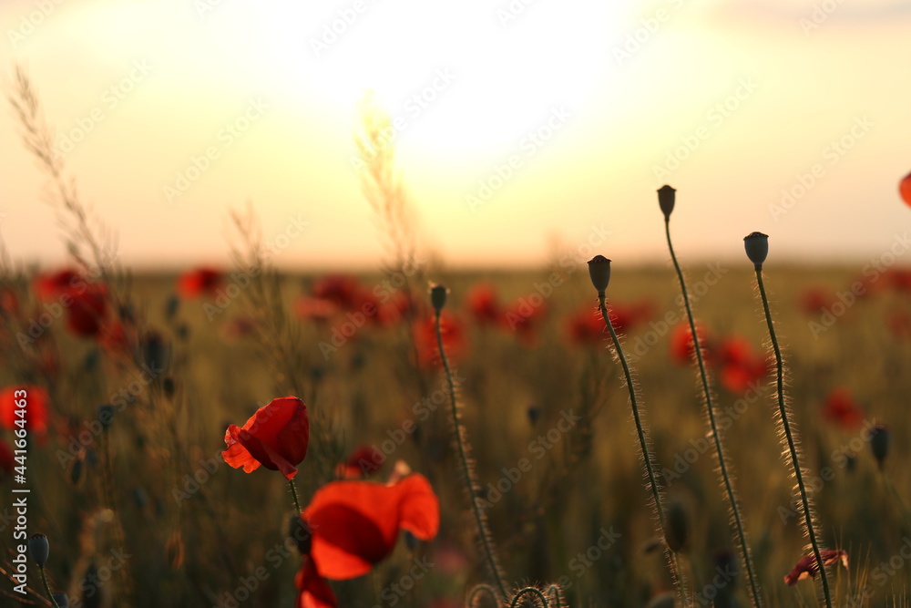 Obraz premium Fields with flowers