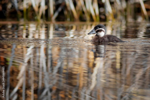 Floating ducklings. Nature background. Duck: White headed Duck. Oxyura leucocephala. © serkanmutan