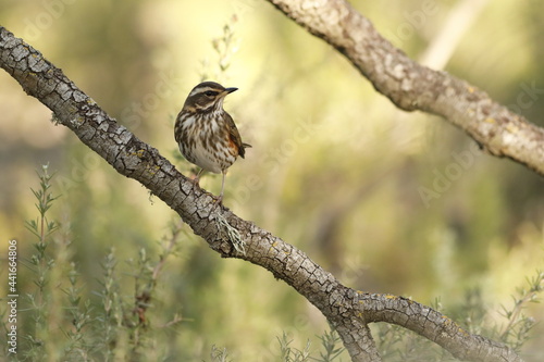 Zorzal charlo (Turdus viscivorus) © Carlos González