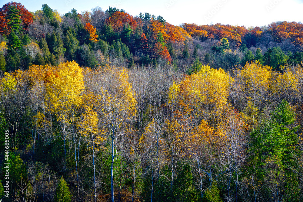 High angle view of the forest with colourful yellow, red and orange colour leaves.