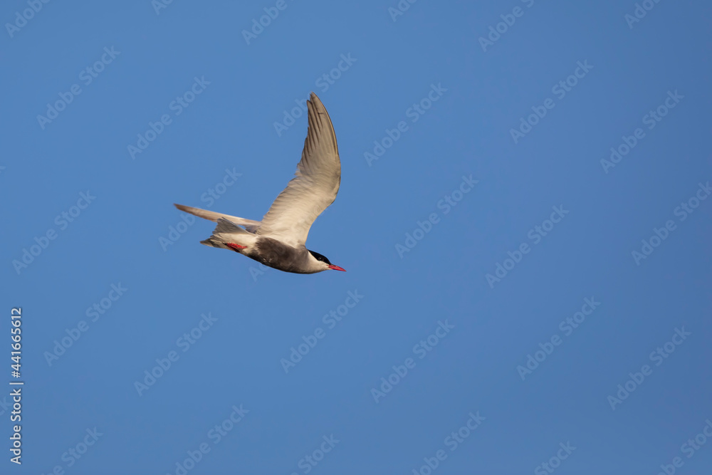 Obraz premium Flying bird. Blue sky background. Bird: Common Tern. Sterna hirundo.