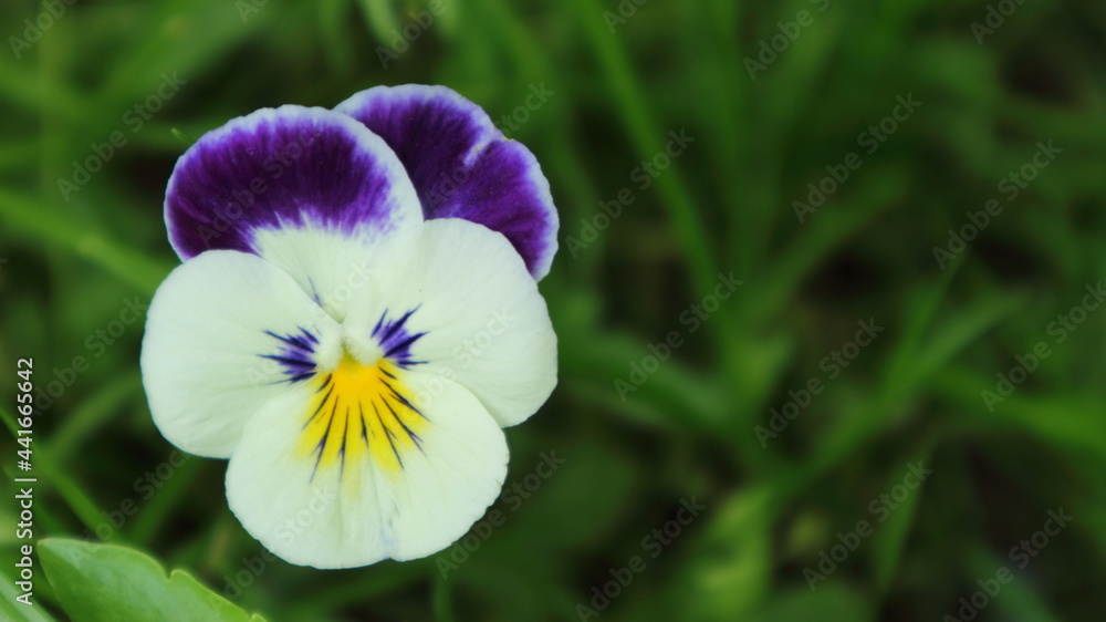 Beautiful summer wildflower pansies on a dark green background. Beautiful summer wildflower pansies on a dark green background.