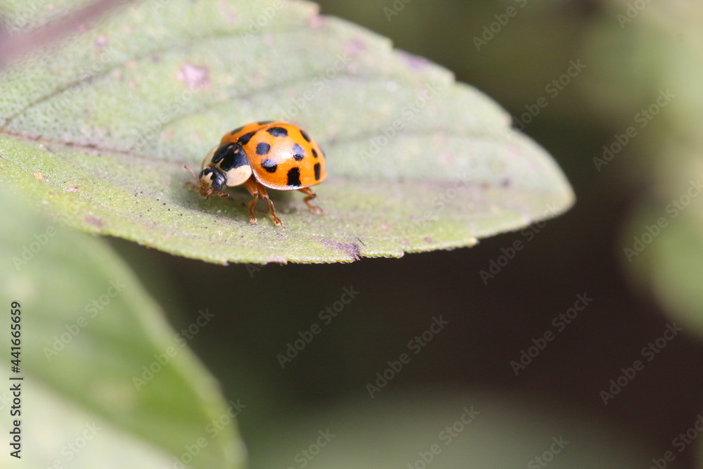 Ladybug on basil. Joaninha no pé de manjericão. Ladybug on basil. Joaninha no pé de manjericão.