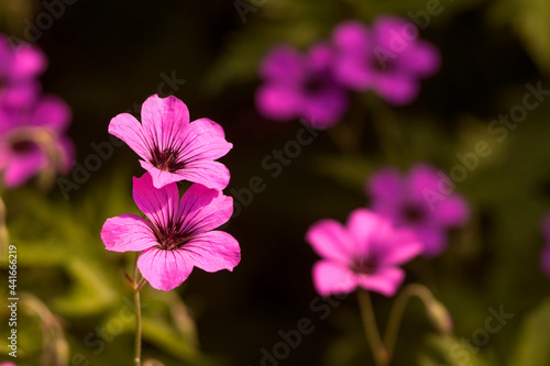 Small pink flowers in a clearing. A sunny day. Copy space.