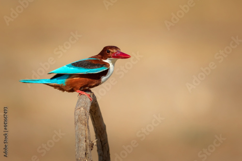 Bild auf Leinwand Colorful bird
