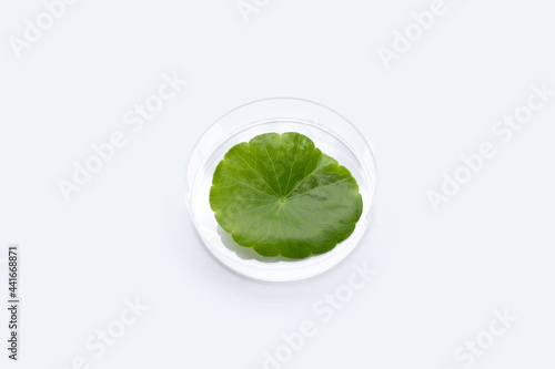 Fresh green centella asiatica leaf in petri dishes on white background.