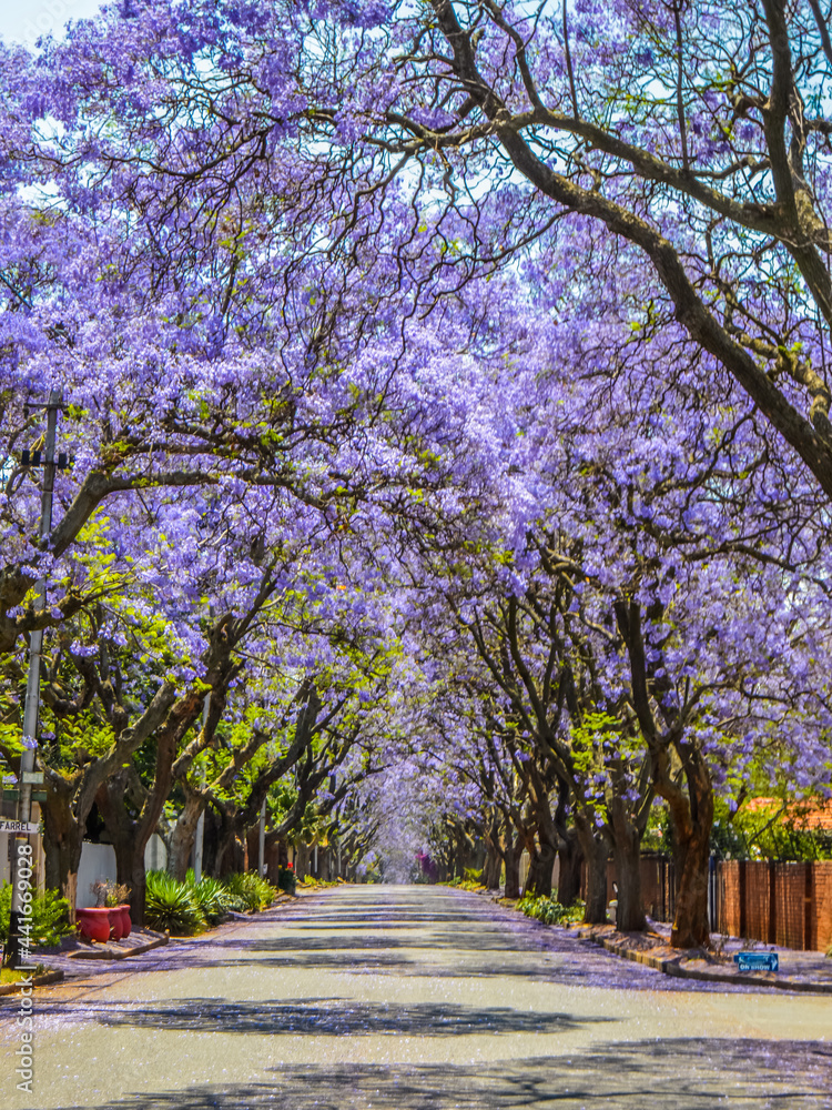 Purple blue Jacaranda mimosifolia bloom in Johannesburg and Pretoria street during spring in October in South Africa Purple blue Jacaranda mimosifolia bloom in Johannesburg and Pretoria street during spring in October in South Africa