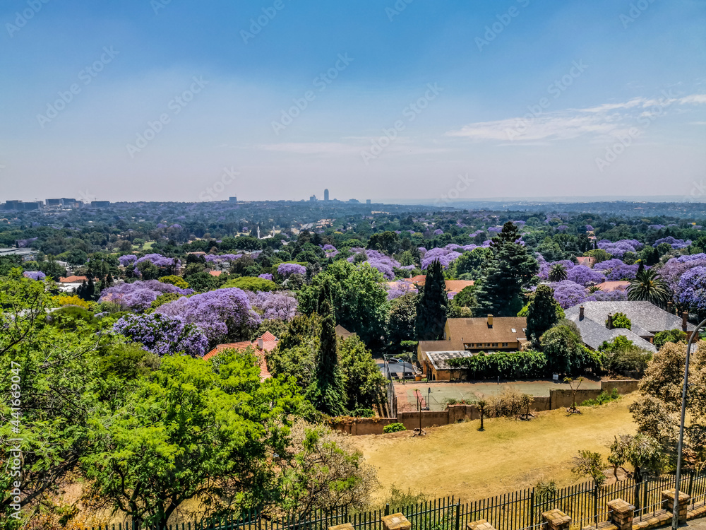 Fototapeta premium Aerial view of Johannesburg , the largest urban forest during Spring - Jacaranda blooming in October in South Africa