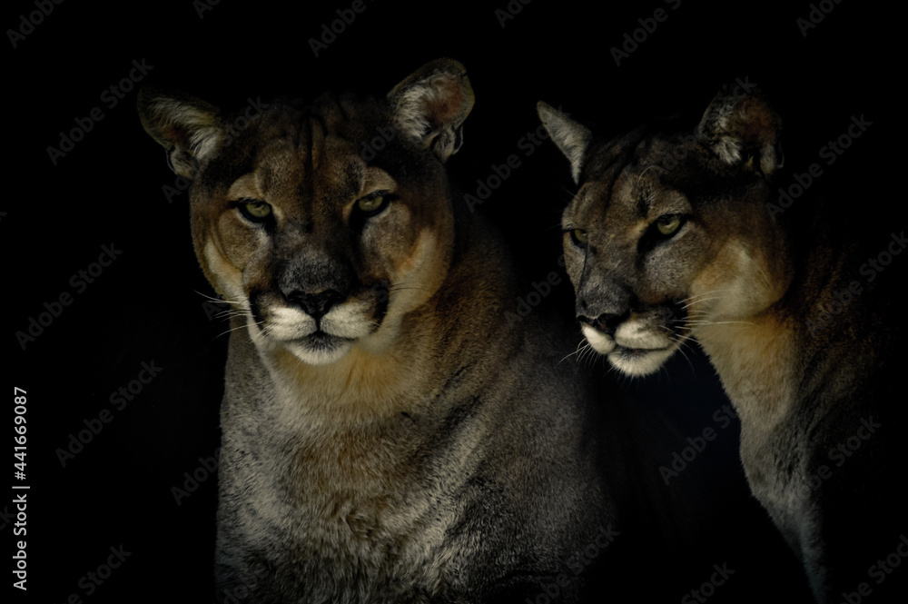 Fototapeta premium Artistic portrait of a Cougar or mountain lion or Puma Concolor isolated in black background