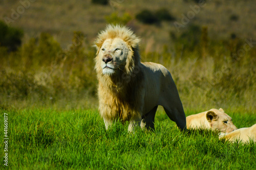 Big African white lion pride in Rhino and lion nature reserve in South Africa