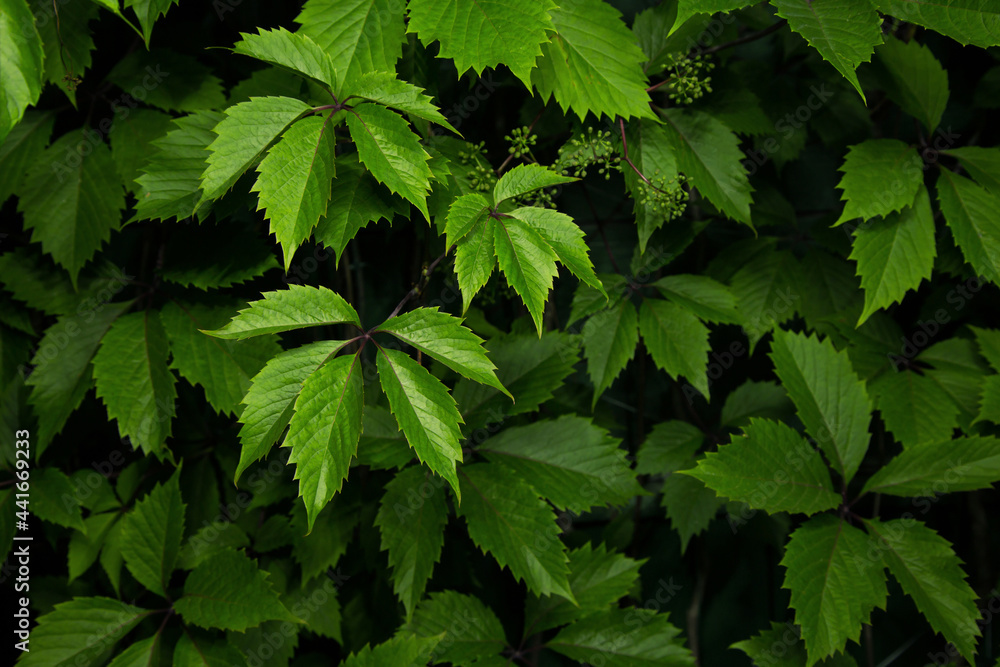Green leaves of ivy plant close up on dark background. Natural beautiful background, texture Green leaves of ivy plant close up on dark background. Natural beautiful background, texture