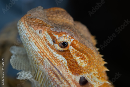 bearded dragon on ground with blur background