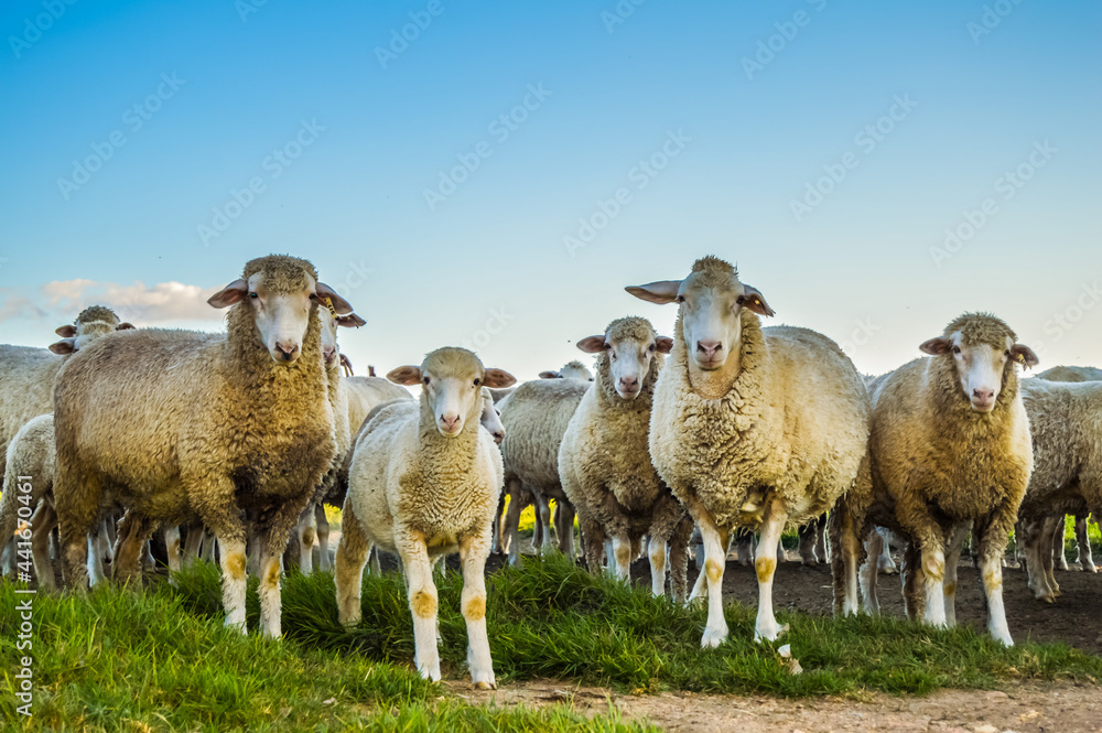 Cute Merino sheep ready to be slaughtered for meat during Eid ul Adha