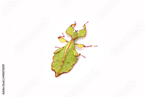 Leaf insect (Phyllium westwoodii) isolated on white background. Green leaf insect or Walking leaves, rare and protected.